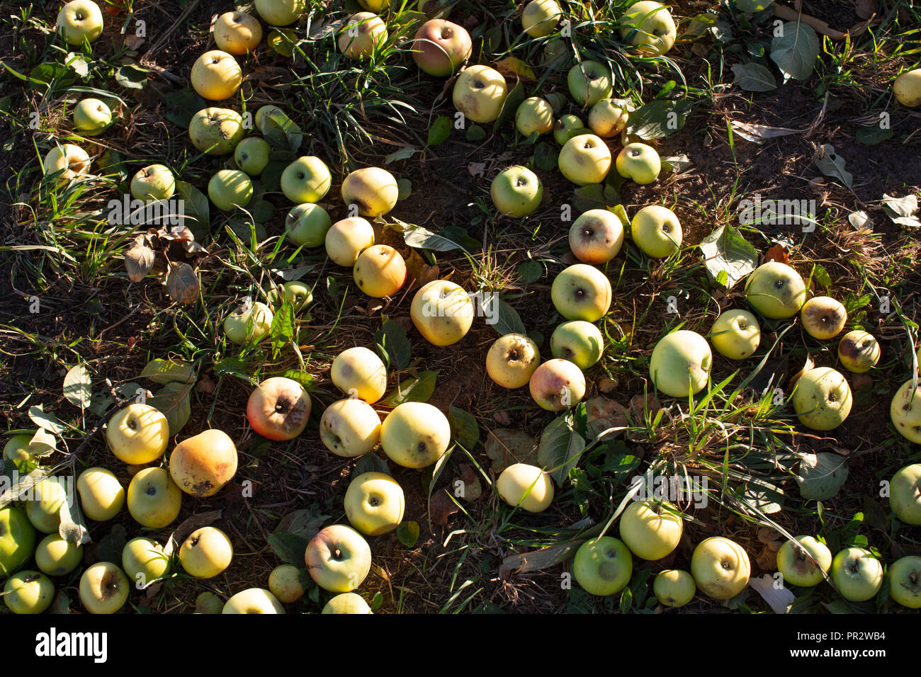 Fallobst, Fallobst Stockfoto