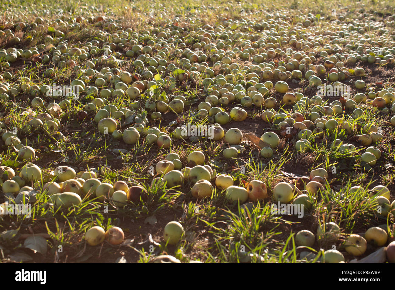 Fallobst, Fallobst Stockfoto