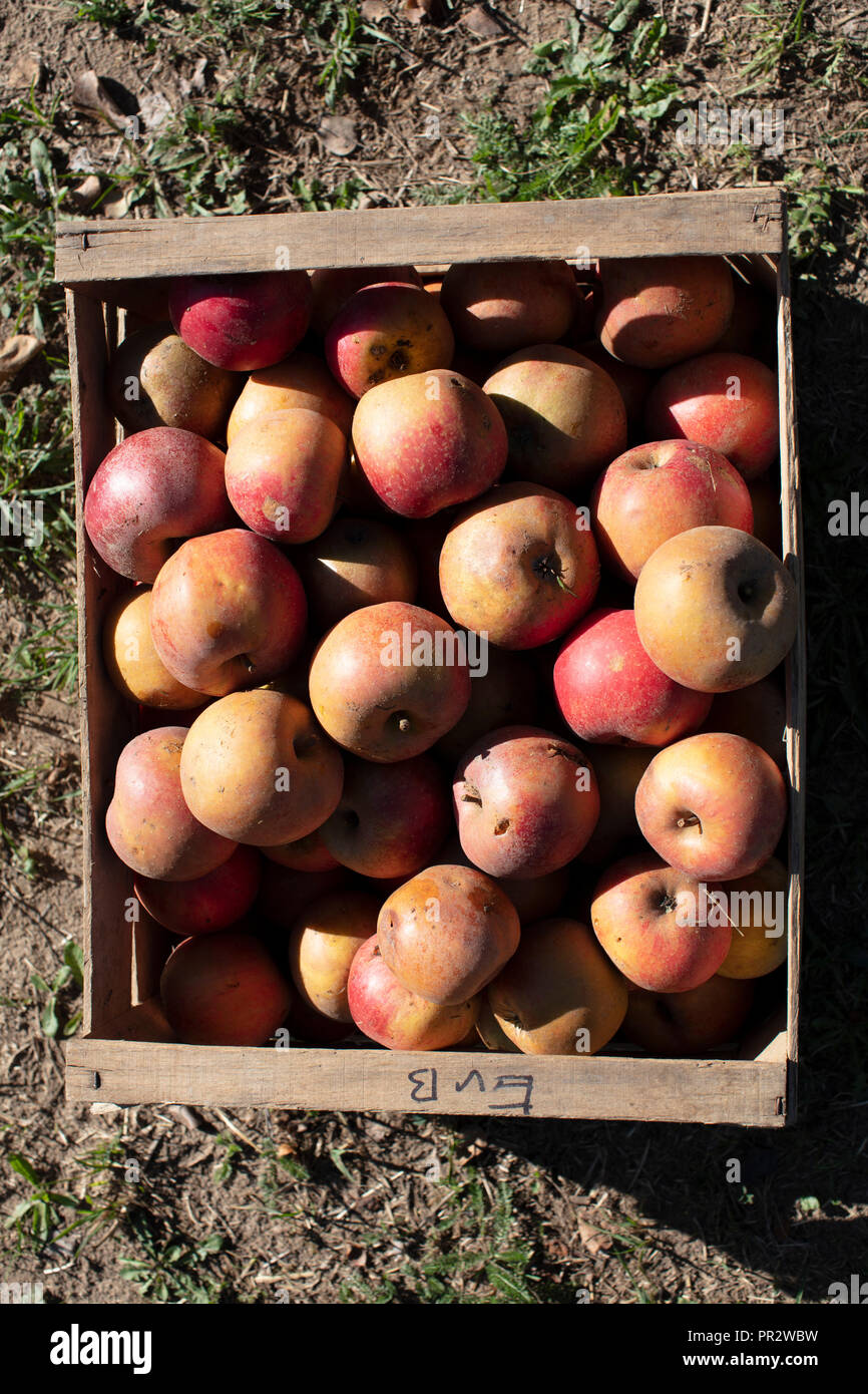 Box von Äpfeln, Apfelkiste Stockfoto