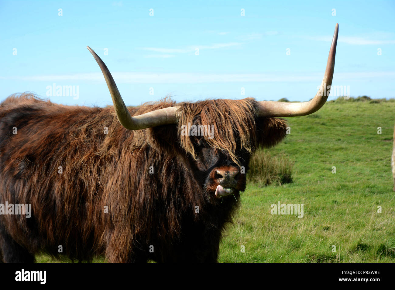 Vieh auf Lundy Island Großbritannien Stockfoto