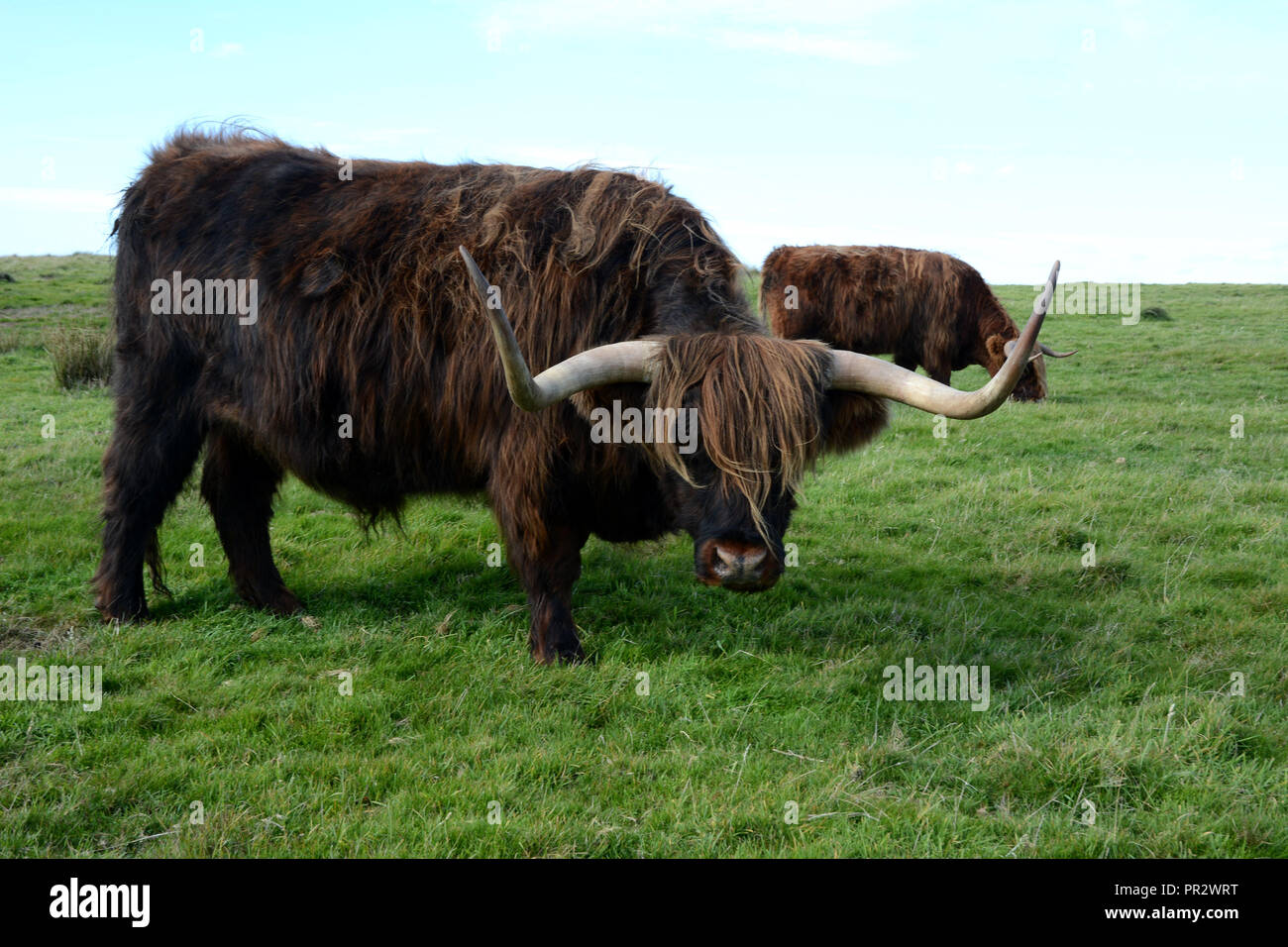 Vieh auf Lundy Island Großbritannien Stockfoto