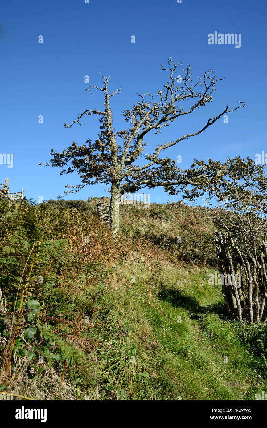 Baum auf Lundy Island Großbritannien Stockfoto