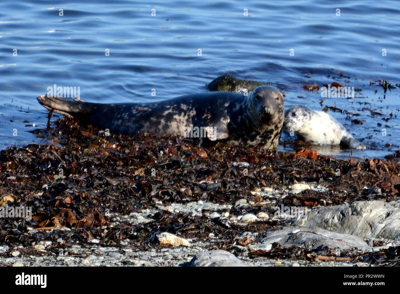 Dichtung und pup Lundy Island Großbritannien Stockfoto