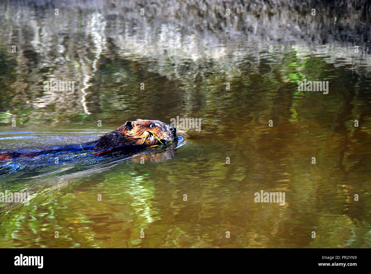 Biber sind schüchtern und so schwer zu erfassen. Weil dieses so versessen auf den Aufbau seiner Mutter war, war ich in der Lage, nahe zu kommen. Mehr wie dieses. Stockfoto