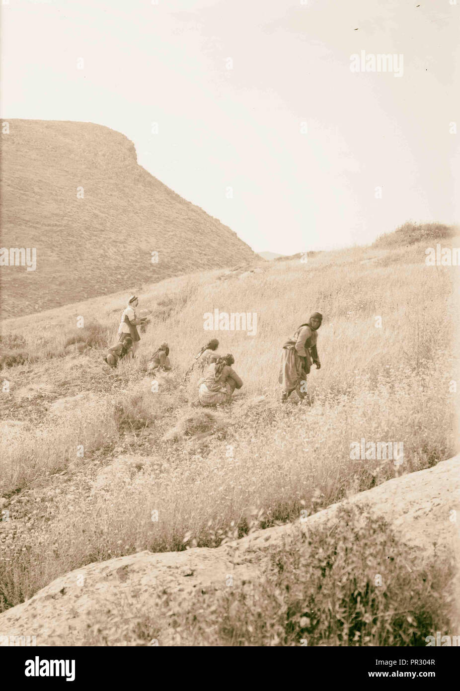 Nördliche Aussicht. Hügel von Niederschlag in der Nähe von Nazareth. 1900, Israel, Nazareth Stockfoto