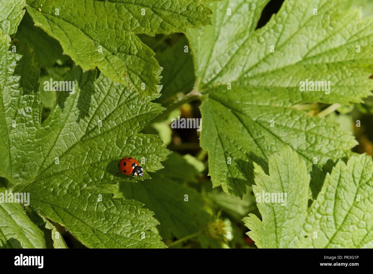 Kleine Marienkäfer auf einem grünen Blatt Stockfoto