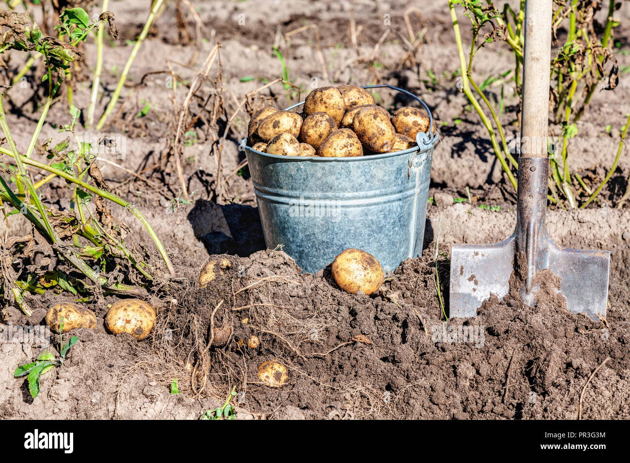 Frisch gegraben, Biokartoffeln und Schaufel im Boden an der Gemüsegarten Stockfoto