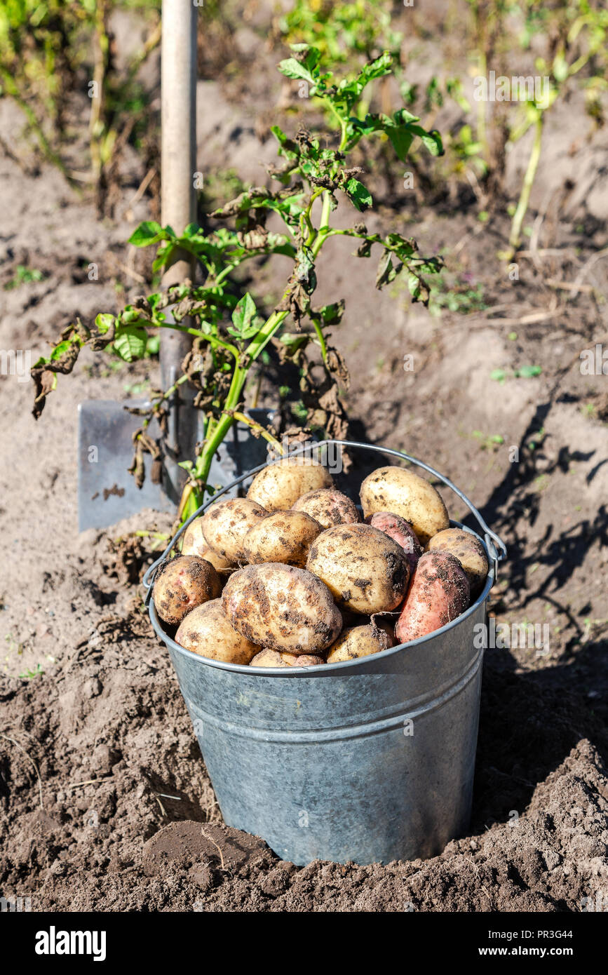 Frisch gegraben, Biokartoffeln und Schaufel im Boden an der Gemüsegarten Stockfoto