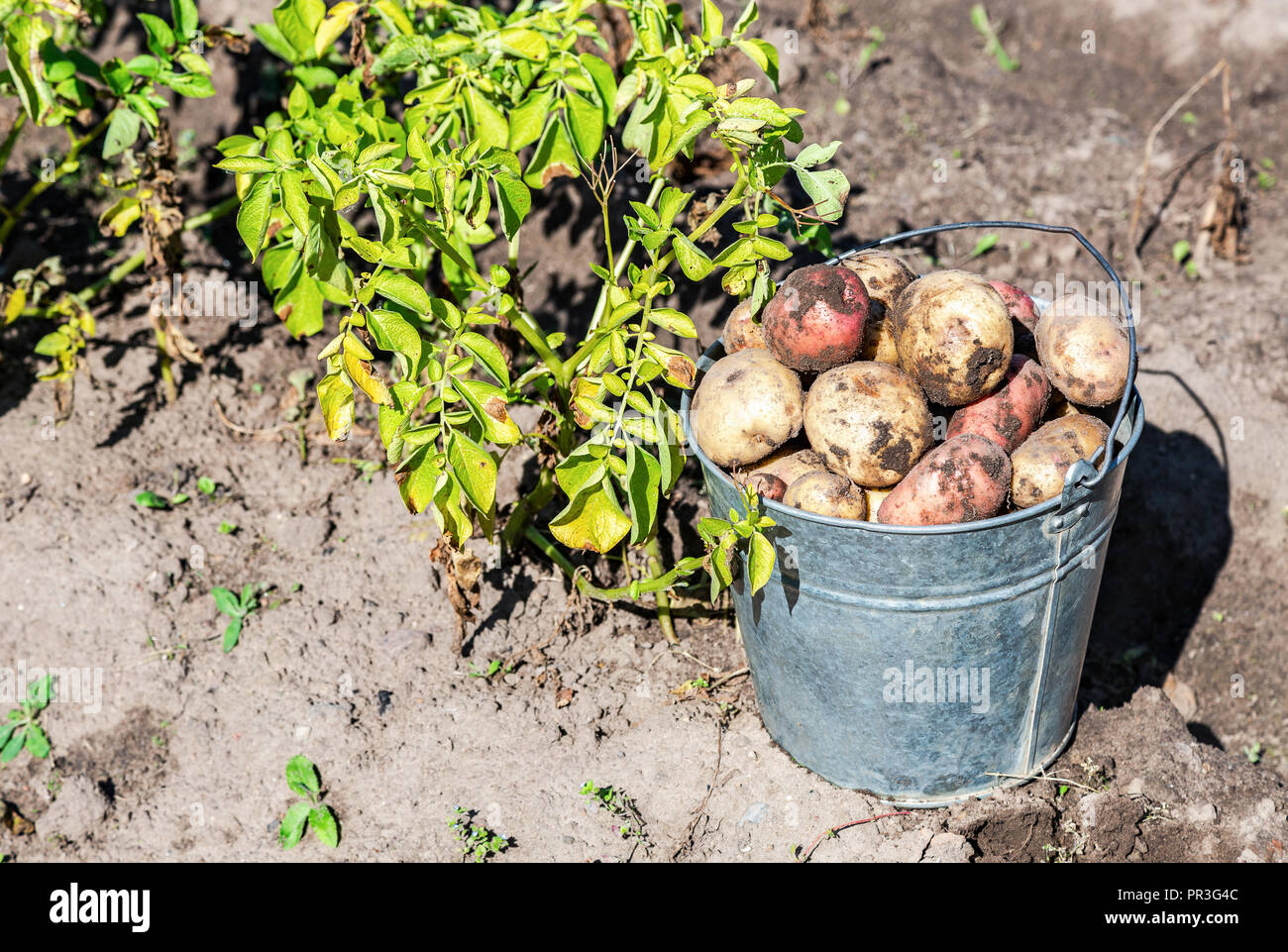 Frisch gegraben Biokartoffeln im Gemüsegarten im sonnigen Tag Stockfoto