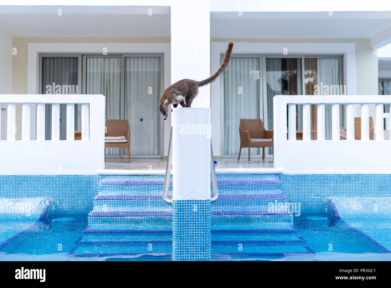 Süß und gesund nasenbär oder coatimunday Scavenging um ein All inclusive Luxus Hotel während einer swin pool Balkon gehockt, Stockfoto