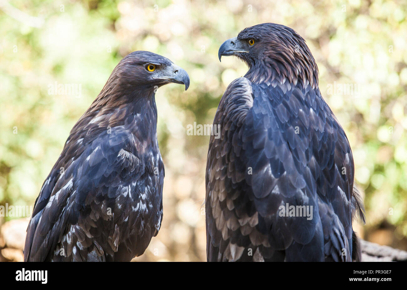 Paar iberischen Golden Eagles oder Aquila Chrysaetos, Caceres, Spanien Stockfoto