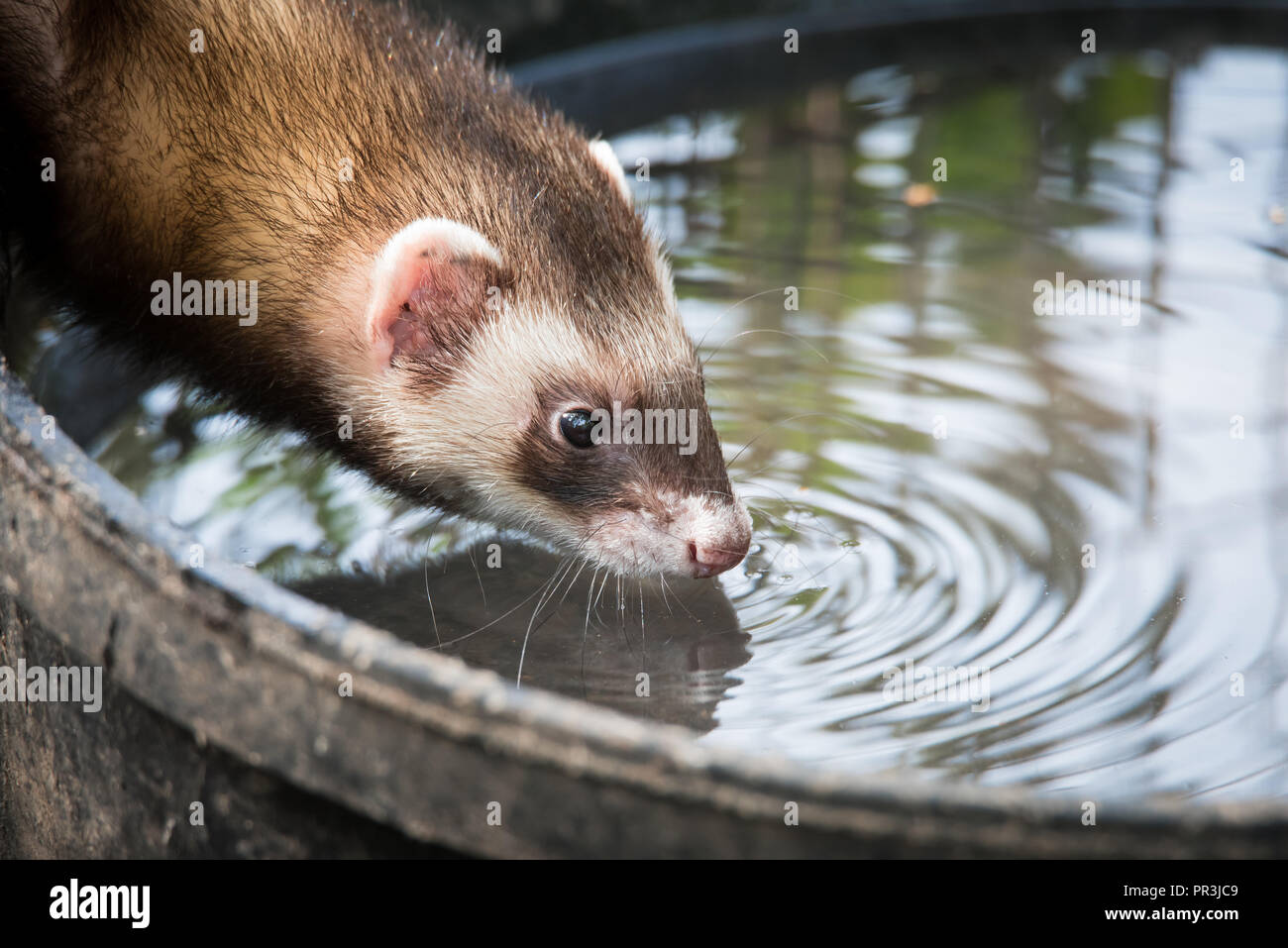 Eine inländische Frettchen hat einen Drink von einem Kiddie Pool in Ihrem Freigehege. Stockfoto