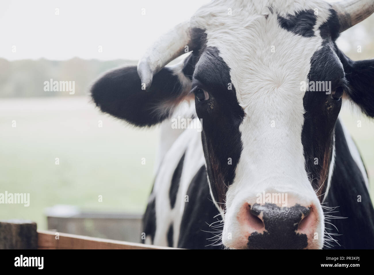 Horizontale Bild von einer Kuh stehend in einem Feld Stockfoto