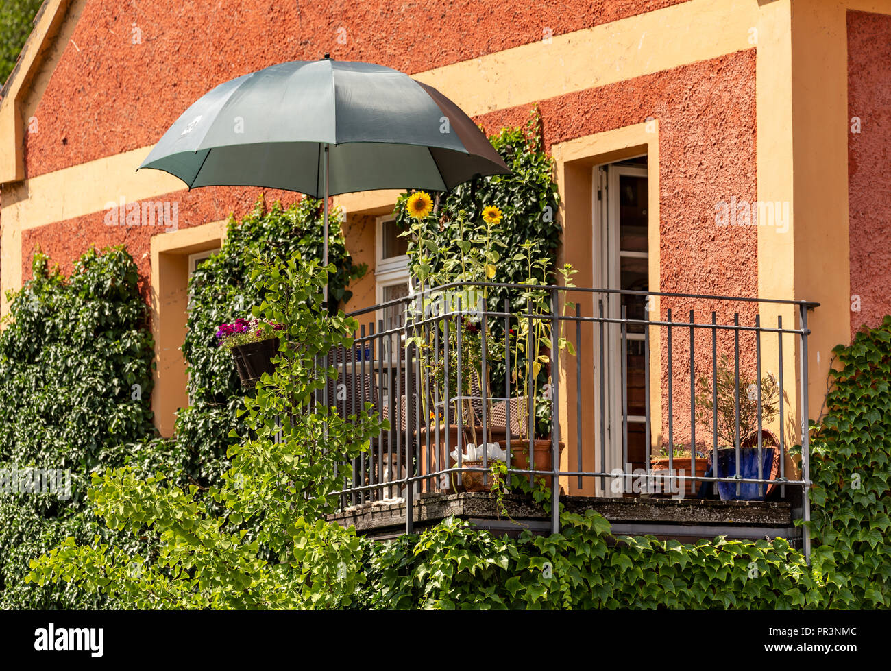 Überwachsener Balkon mit Sonnenblumen und Sonnenschirm Stockfoto