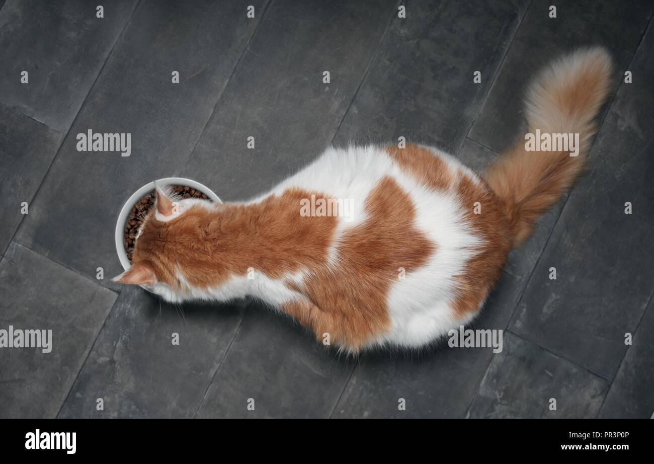 katze-von-oben-fotos-und-bildmaterial-in-hoher-aufl-sung-alamy