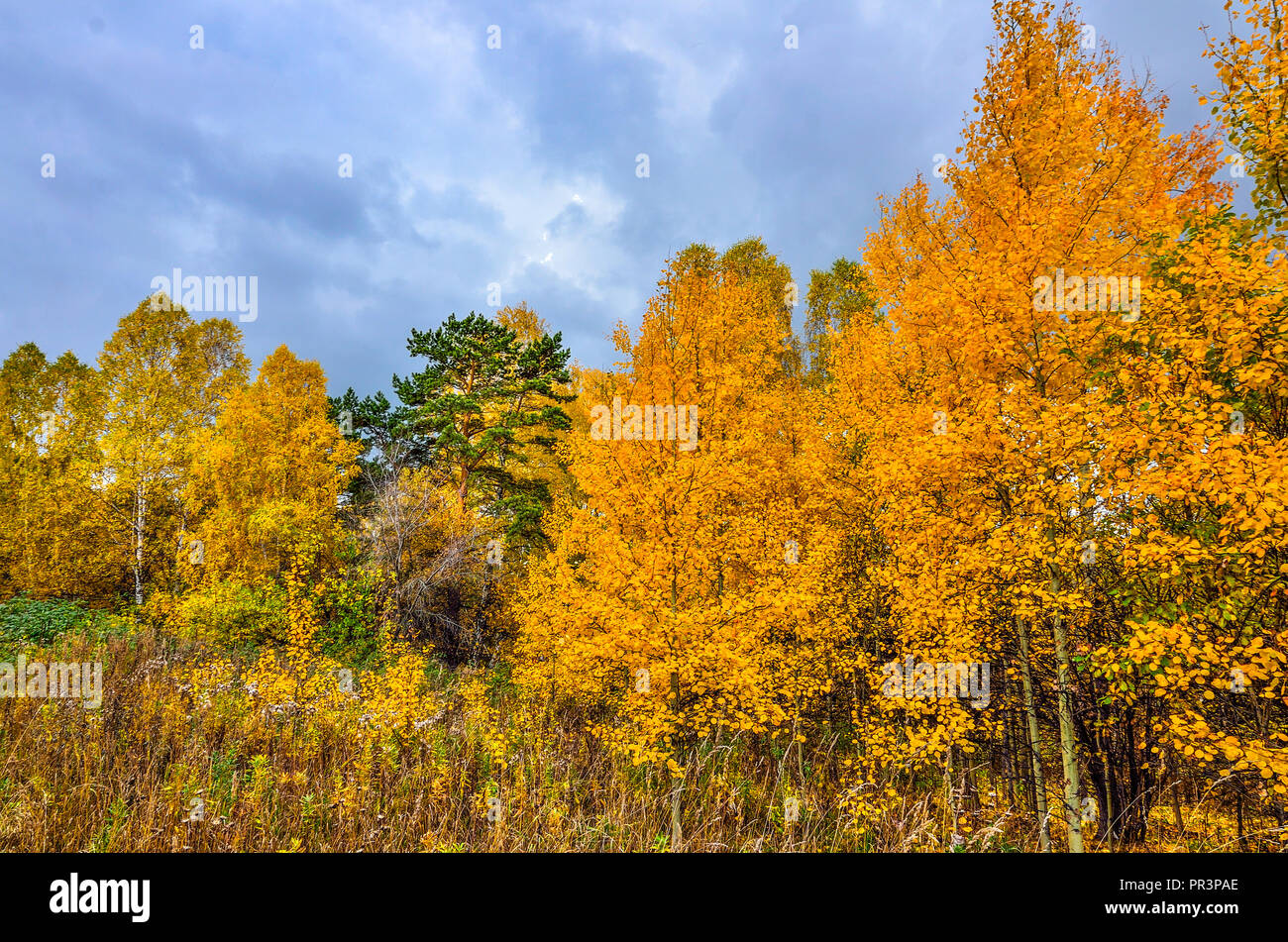 Schöne romantische Landschaft mit goldenen Blätter der Birken im Herbst Wald Jahreszeit - helle Herbst Hintergrund bei warmen und sonnigen Tag im September mit Cloud Stockfoto