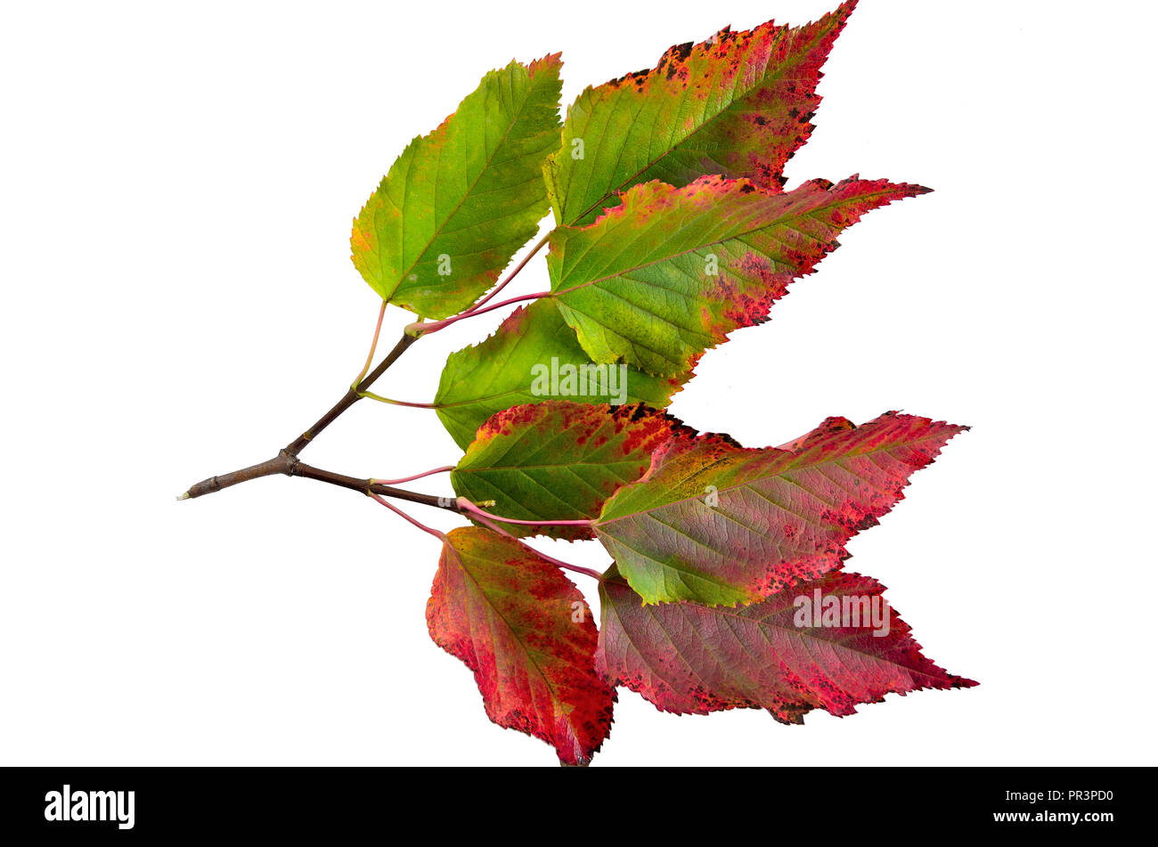 Herbst Zweig der Tatarischen Ahorn (Acer Tataricum) mit bunten Blättern, auf weißem Hintergrund Stockfoto