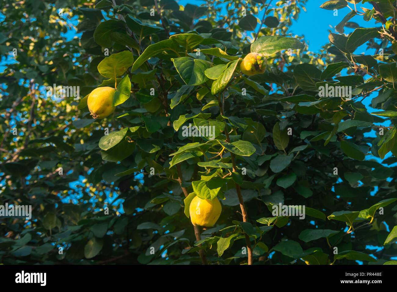 Reife Quitten Früchten an den Ästen im Garten Stockfoto