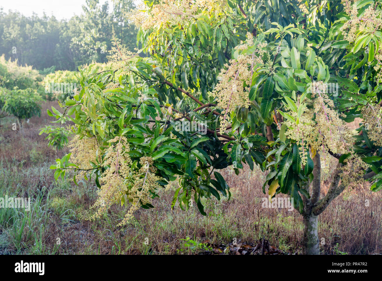 Nahaufnahme einer blühenden Landwirtschaft mangohain. Stockfoto