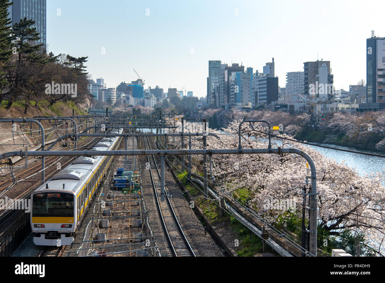 Sotobori Park ist berühmt Kirschblüten spot, entlang der äußeren Festungsgraben der JR Chuo-Line, Sobu-Line von iidabashi Bahnhof Yotsuya Station folgt Stockfoto