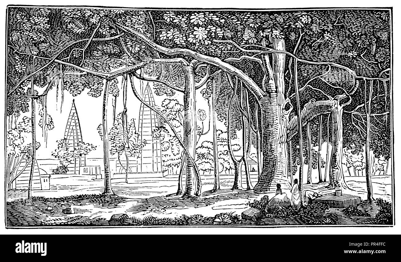 Banian, Banian Abb., indische Feigenbaum, anonym 1881 Stockfoto