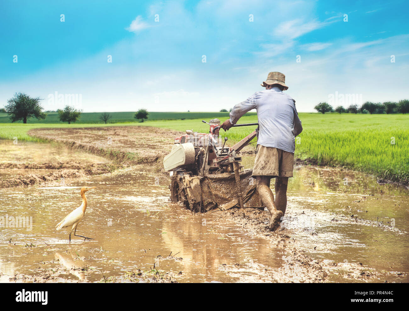 Reisanbau, pflügen Reisfeld mit Traktor so genannte Bügeleisen Büffel in Indien Stockfoto