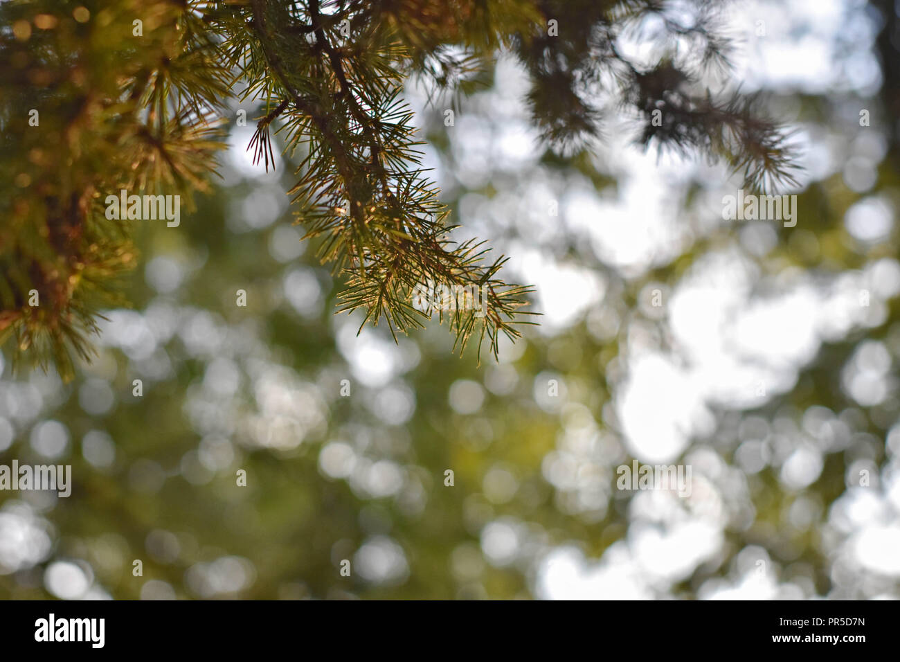 Schönen Zweigen im Wald/Weihnachten/Winter Hintergrund Fichte Stockfoto
