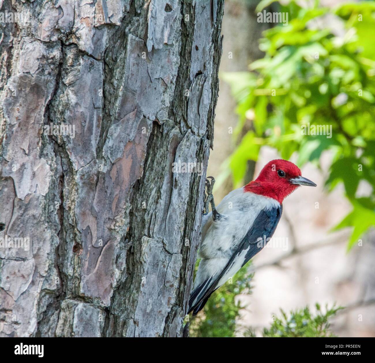 Der Buntspecht (Malanerpes erthrocephalus) bei Blackwater National Wildlife Refuge in Dorcheser County, MD, geleitet. Stockfoto