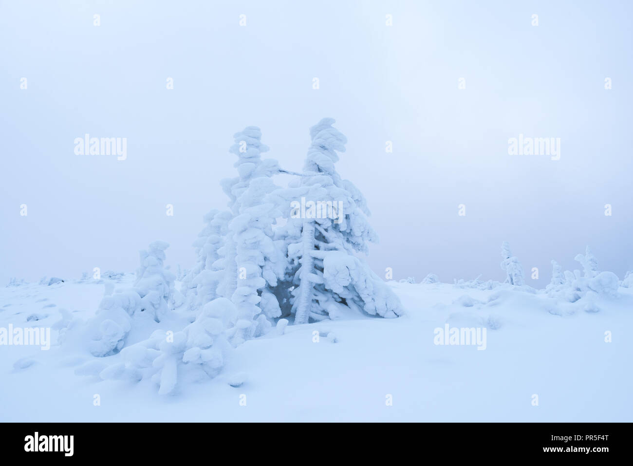 Die winterliche Landschaft mit schneebedeckten Bäume im Nebel Stockfoto