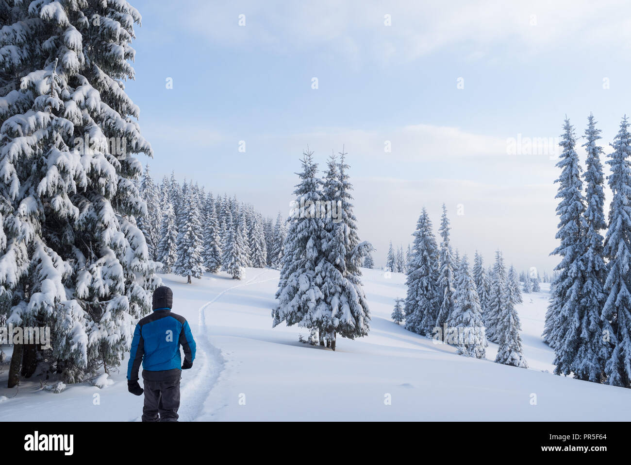 Ein Kerl in einem Daunenjacke Spaziergänge in einer verschneiten Wald Fichten. Winterlandschaft mit einem Wanderweg in den Bergen Stockfoto