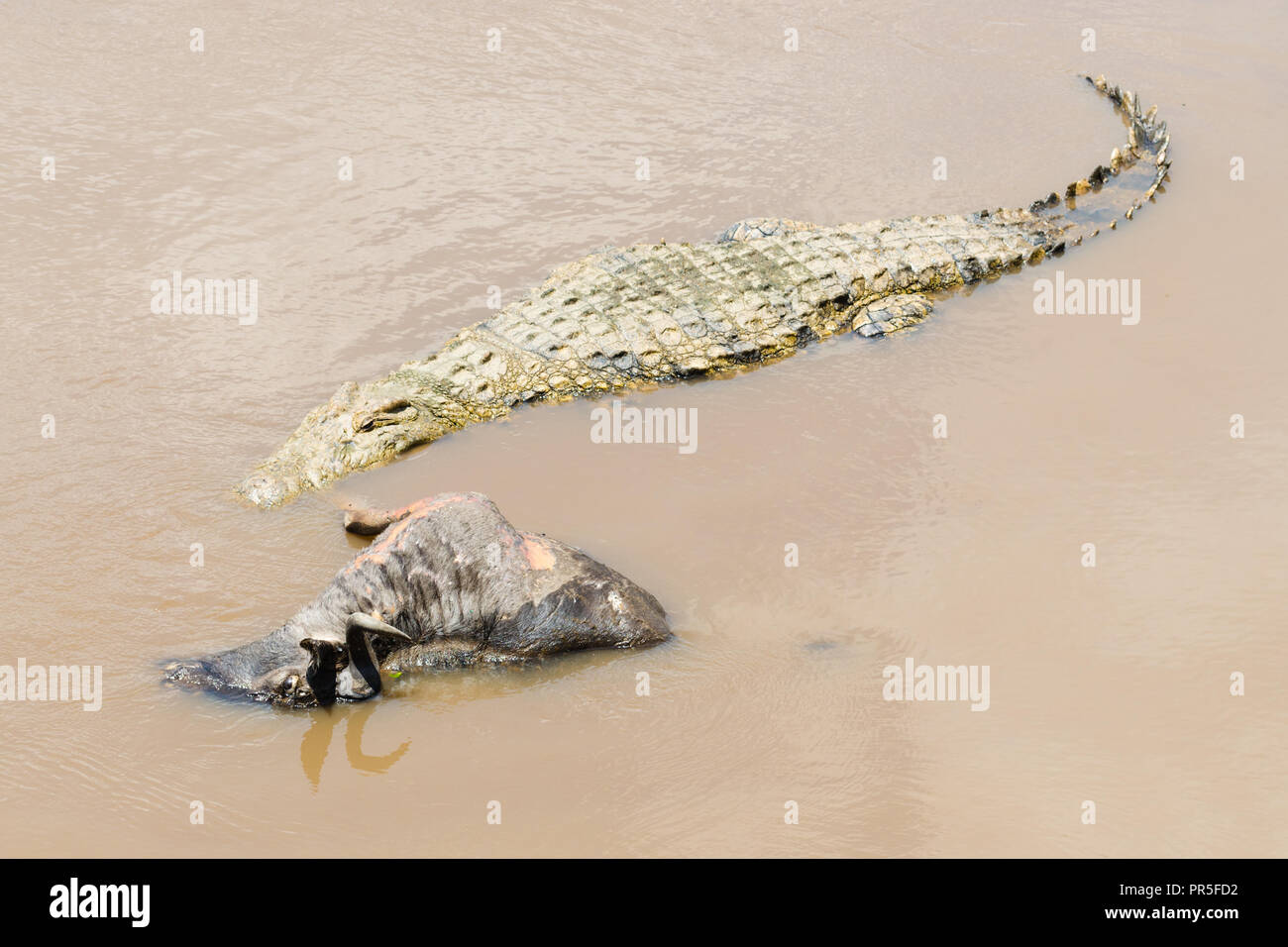 Nil Krokodil für eine In-tank-Gnus Karkasse zu verrotten warten, Mara Fluss, Masai Mara, Kenia Stockfoto