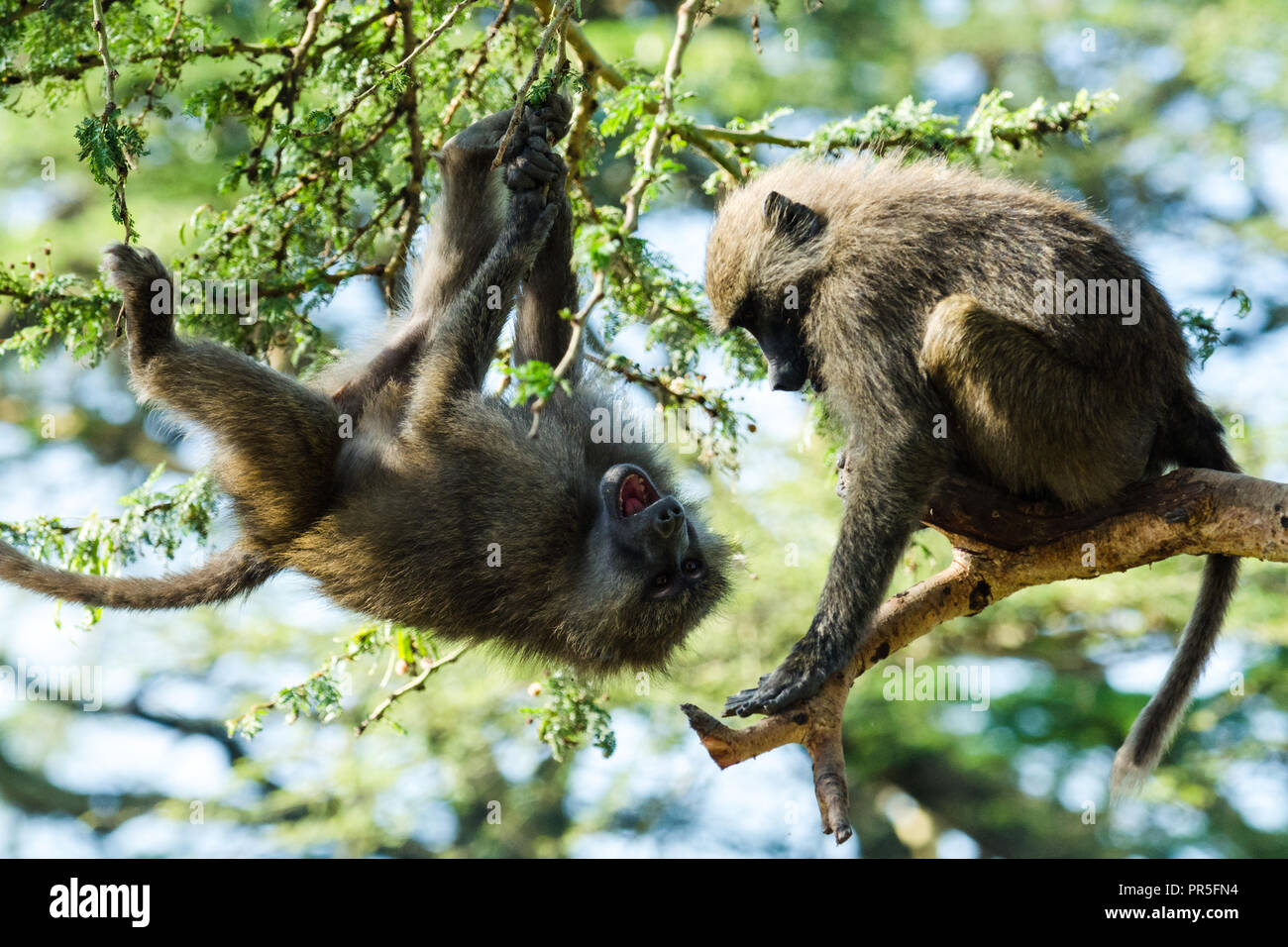 Zwei Ölbäume Paviane (papio Anubis) kämpfen, Lake Nakuru, Kenia Stockfoto