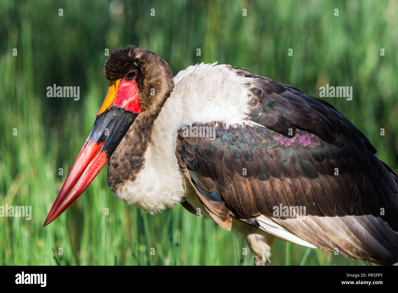 Sattel-billed Stork, Lake Nakuru, Kenia Stockfoto