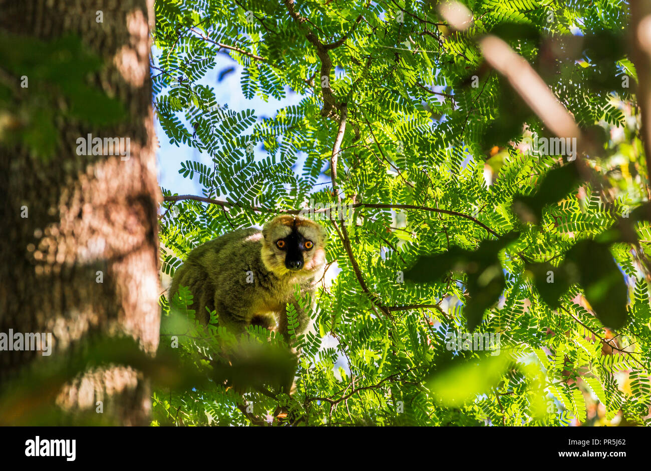 Trockenwald, Tsingy in Madagaskar An der Westküste. Cute lemur im Baum versteckt. Stockfoto