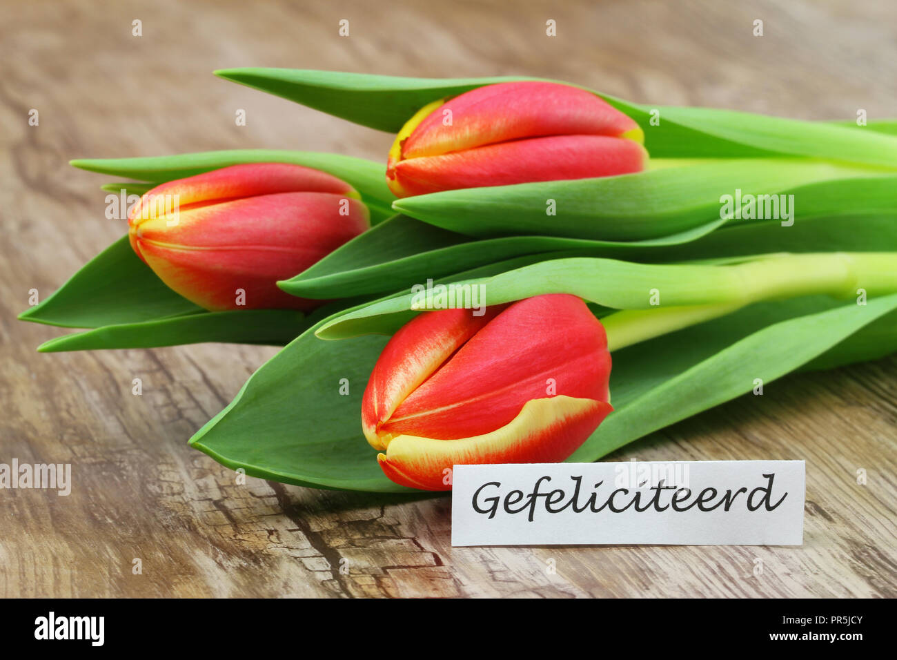 Gefeliciteerd (Herzlichen Glückwunsch in Niederländisch)-Karte mit einem roten und gelben Tulpen Stockfoto