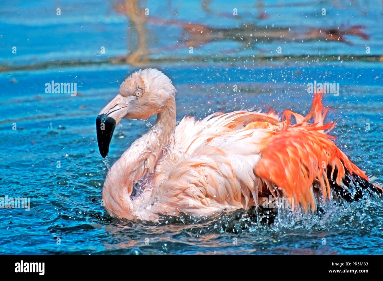 Schöne chilenischer Flamingo Plantschen im Wasser, in der Nähe (Phoenicopterus sp.). Stockfoto