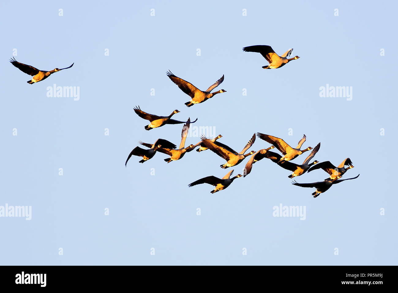 Herde von Kanada Gänse fliegen zusammen auf blauen Himmel an sonnigen Nachmittag. Stockfoto