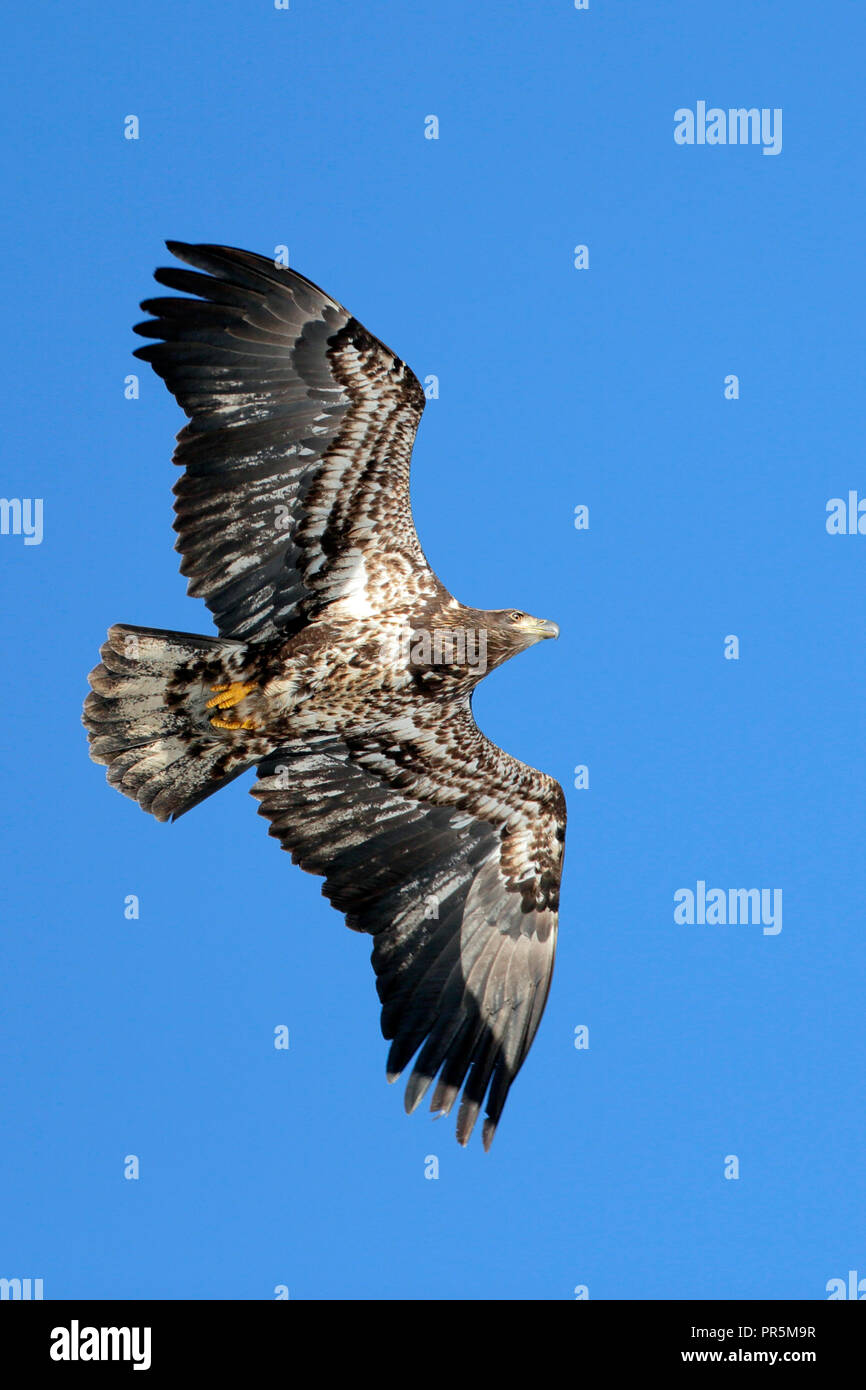 Unreife kahler Adler, ca. 3 Jahre alt, im Flug auf blauen Himmel. Stockfoto