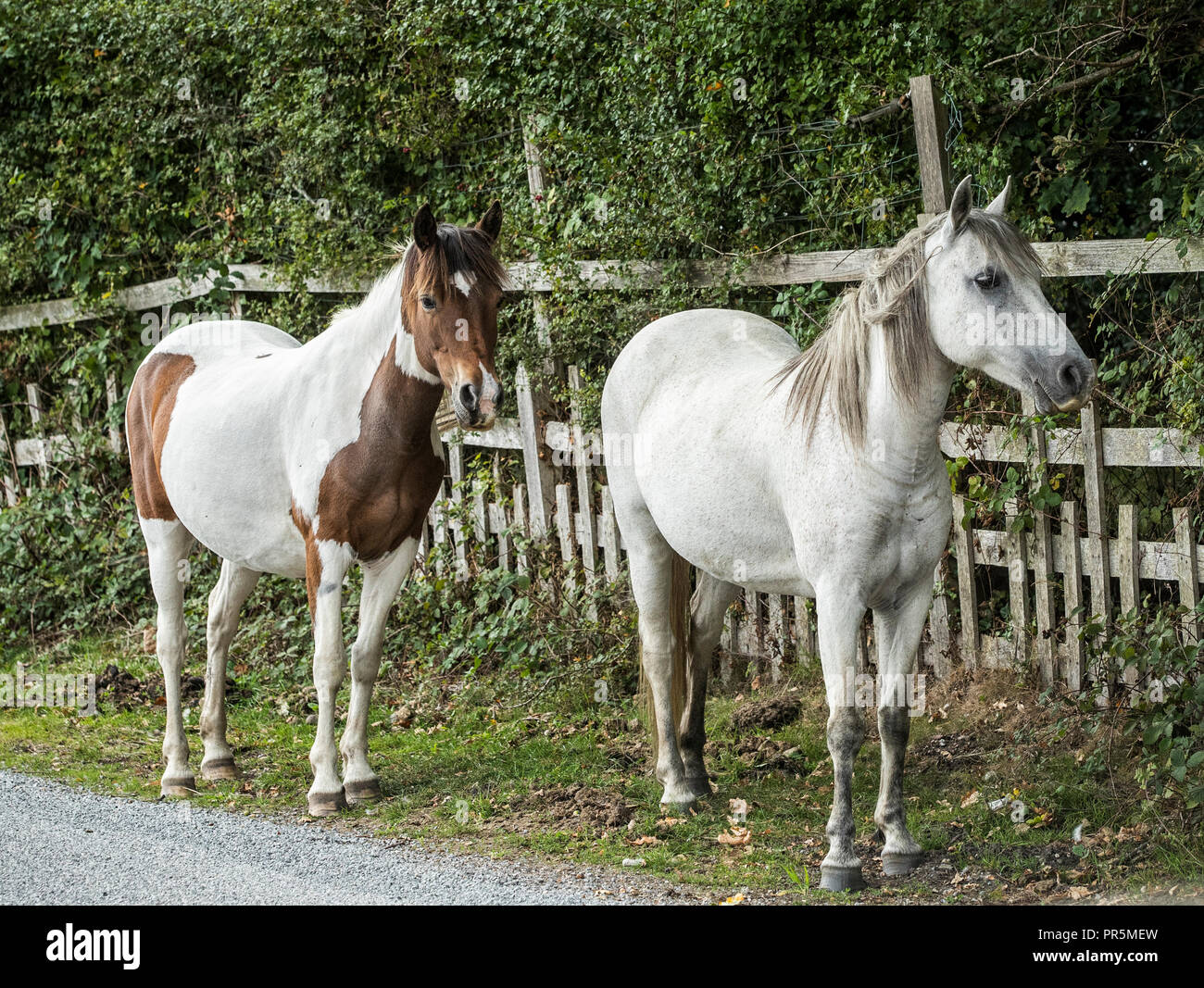 New Forest-Pferde Stockfoto