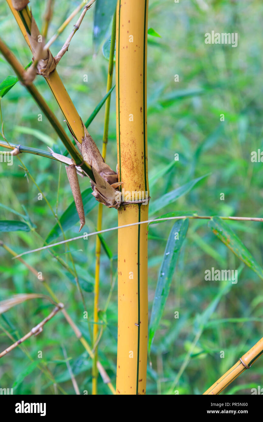 Ein gelber Bambus Stiel Stockfotografie - Alamy