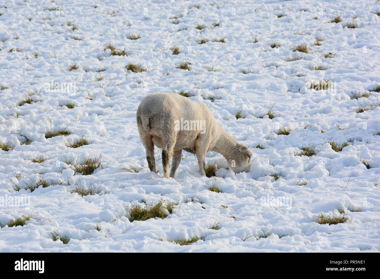 Schafe im Schnee, Winter. Stockfoto