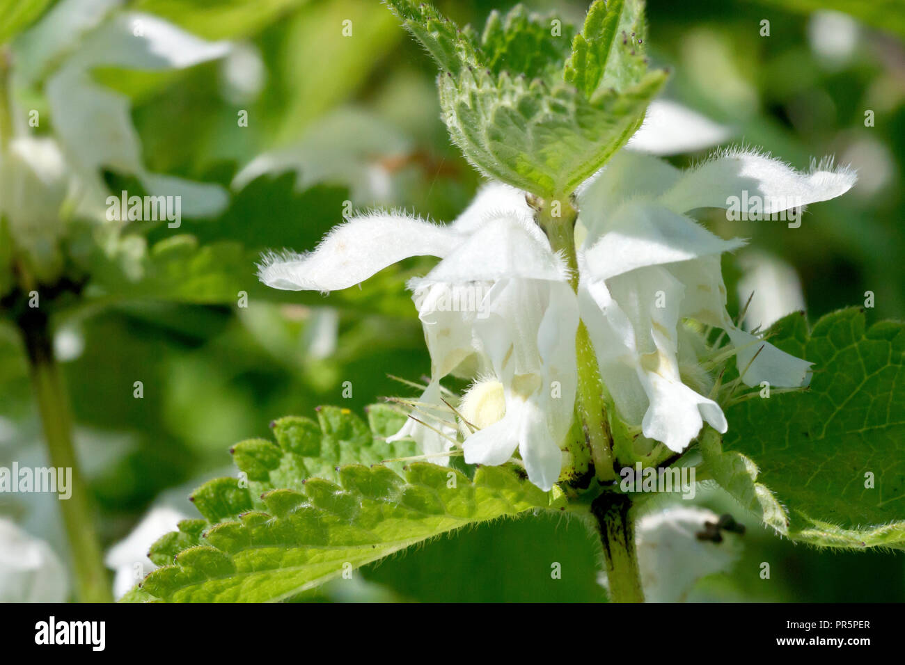 (White Deadnettle Lamium Album), in der Nähe des Rings der Blumen rund um den Hauptstamm. Stockfoto