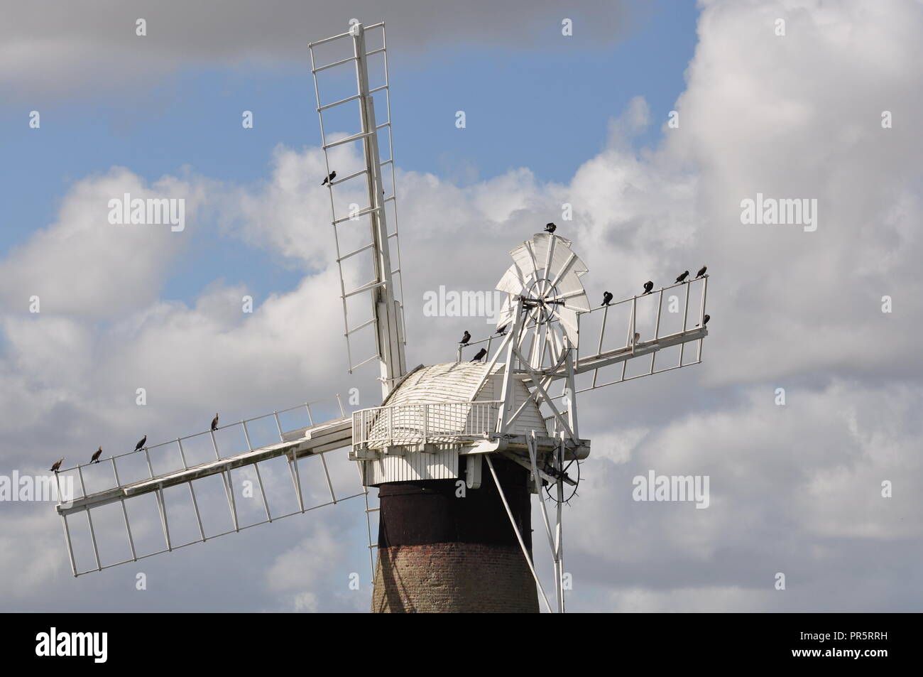 Kormorane thront auf dem Segel des Hl. Benet's Level Entwässerung Mühle, am Fluss Thurne, Norfolk Broads, England Großbritannien Stockfoto