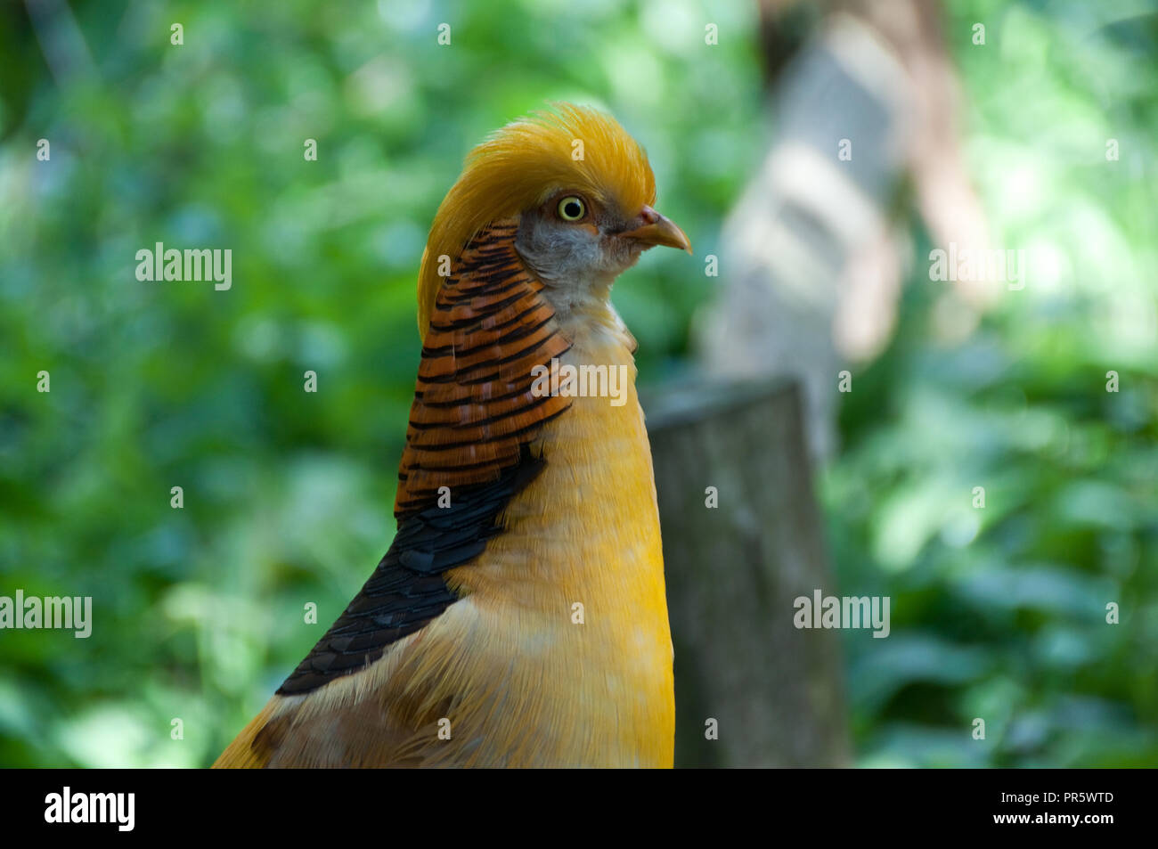 Nahaufnahme einer schönen gelben Goldener Fasan in einem Waldgebiet Stockfoto