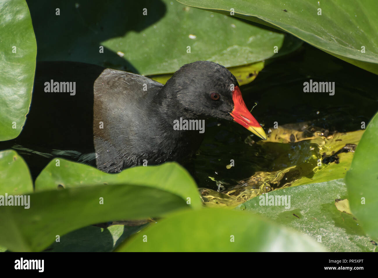 Red beaked Ente Schwimmen unter den Lily Pads von einem kleinen Bach Stockfoto