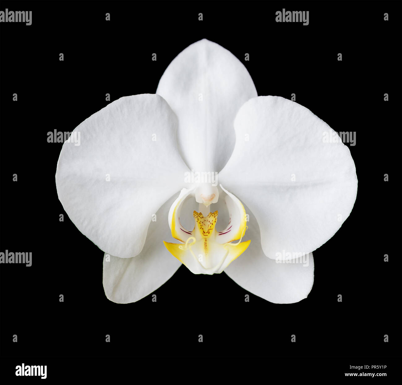 Single elegante Blume eines weißen Phalaenopsis Orchidee auf schwarzem Hintergrund Stockfoto