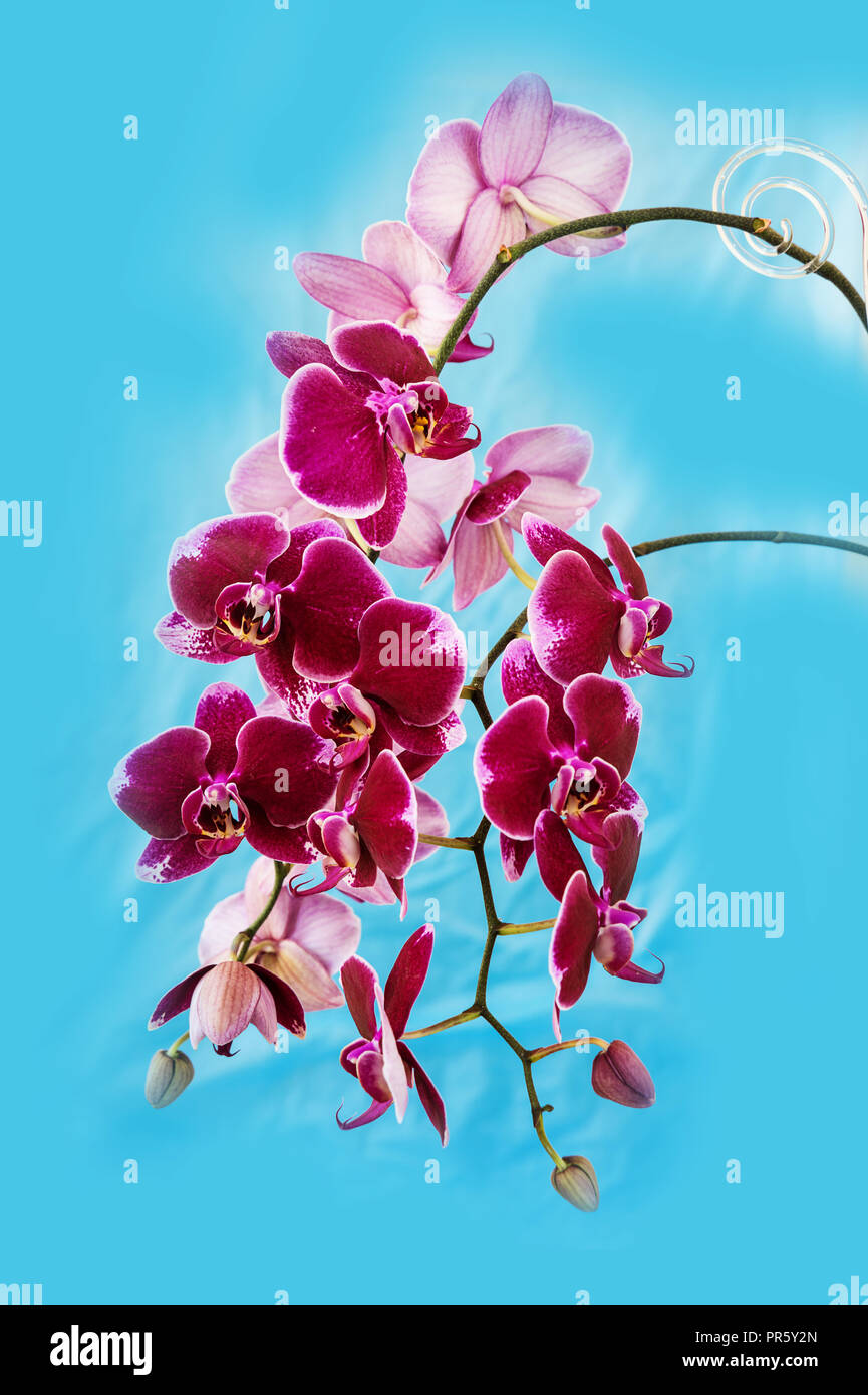 Reichen Zweig der dunkle Rote Orchidee Phalaenopsis Blumen close-up, auf einem blauen Hintergrund, Bild vertikal Stockfoto