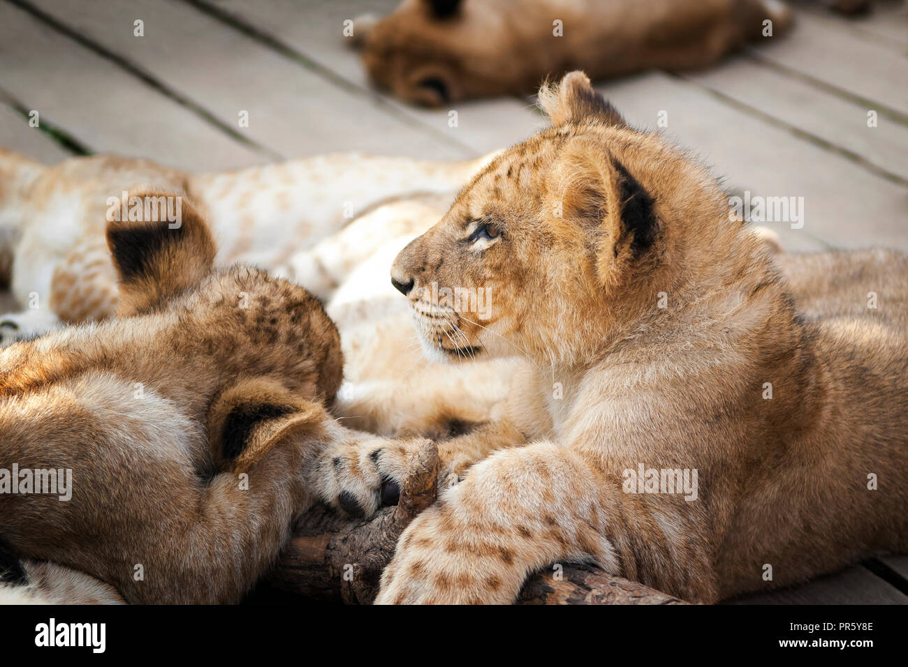 Herde von baby Lions friedlich schlafen und entspannen in der Sonne. Stockfoto
