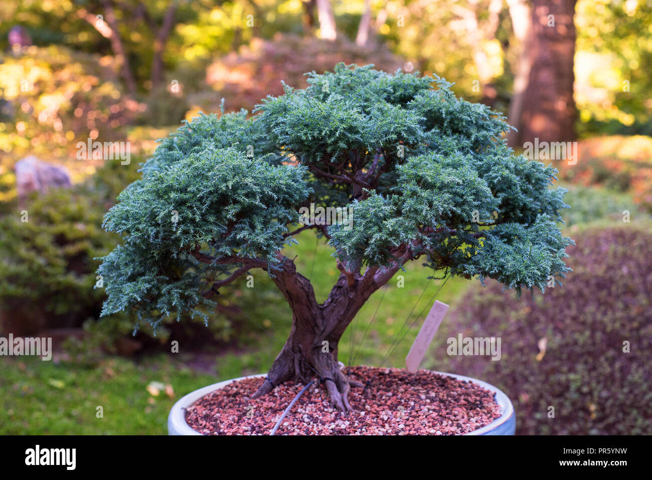 Japanische Bonsai in einem japanischen Garten mit einem strahlenden Sonne  Stockfotografie - Alamy