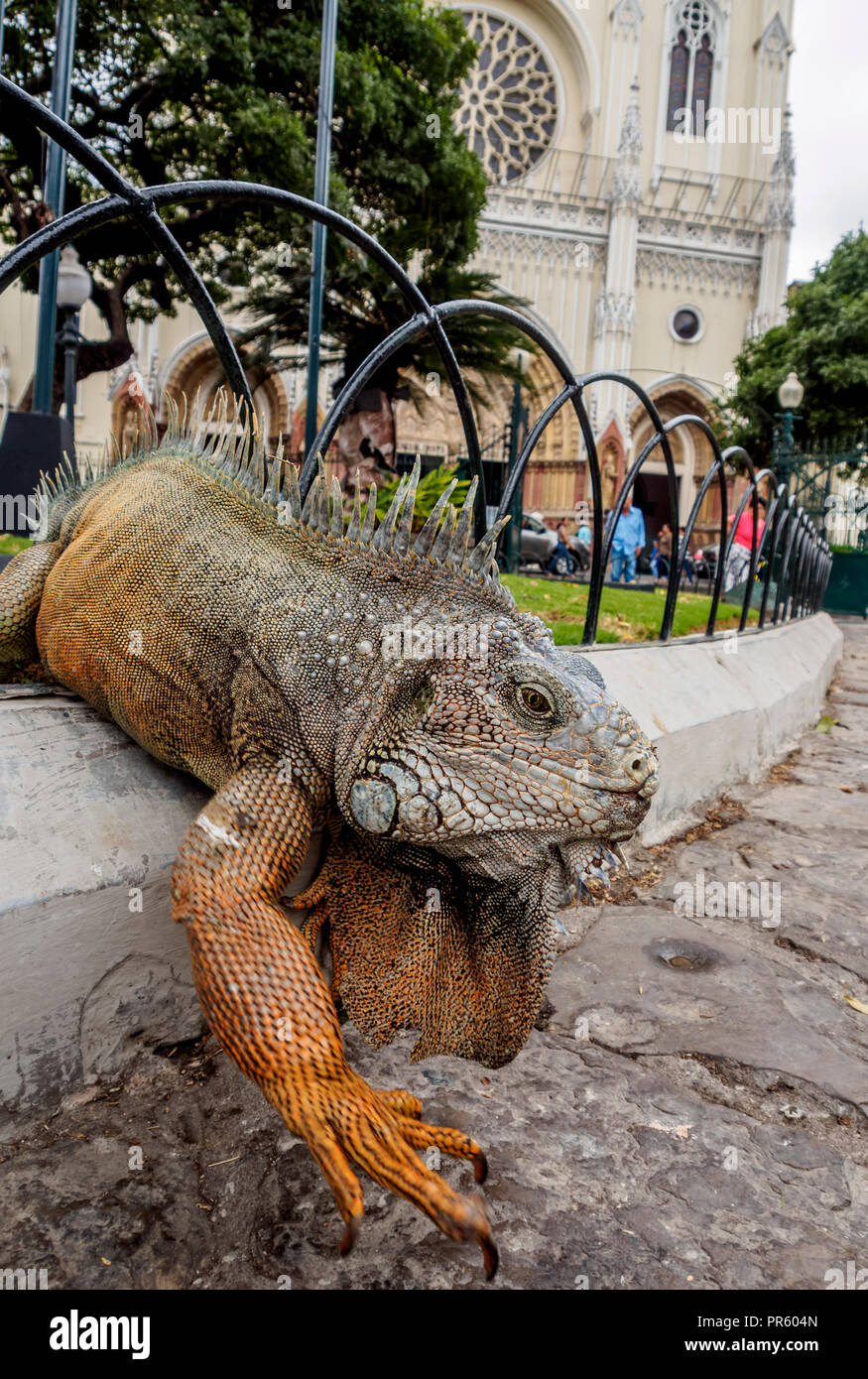 Iguana in Seminario Park, bekannt als Leguane Park, Guayaquil, Provinz Guayas, Ecuador Stockfoto